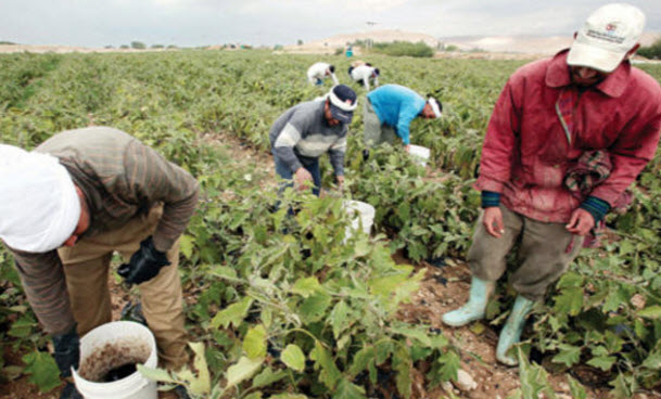 التنمية الزراعية في الأردن أولوية وطنية