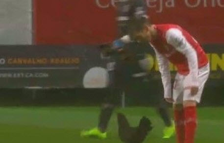 لاعب يصطاد دجاجة في أرض الملعب.. فيديو