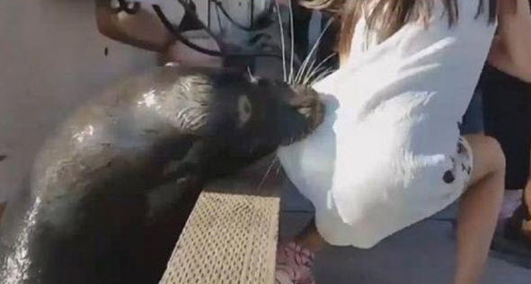 فيديو مرعب.. أسد البحر يختطف طفلة ويهرب بها تحت الماء