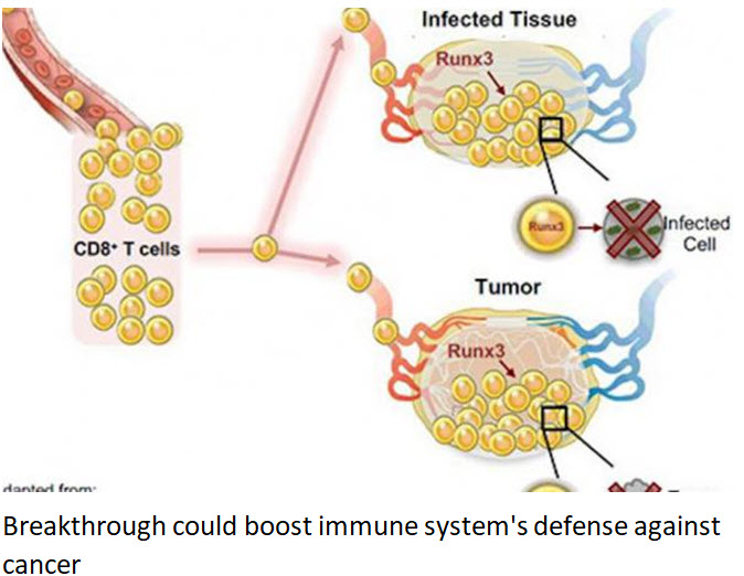 Breakthrough could boost immune system