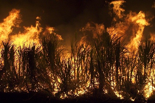 لماذا تحرق الصقور الأسترالية الغابات؟