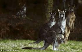 في أستراليا.. قتل الحيوان الوطني هو الحل