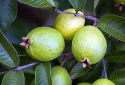 فلسطين تصدر محصول الجوافة الى الأردن