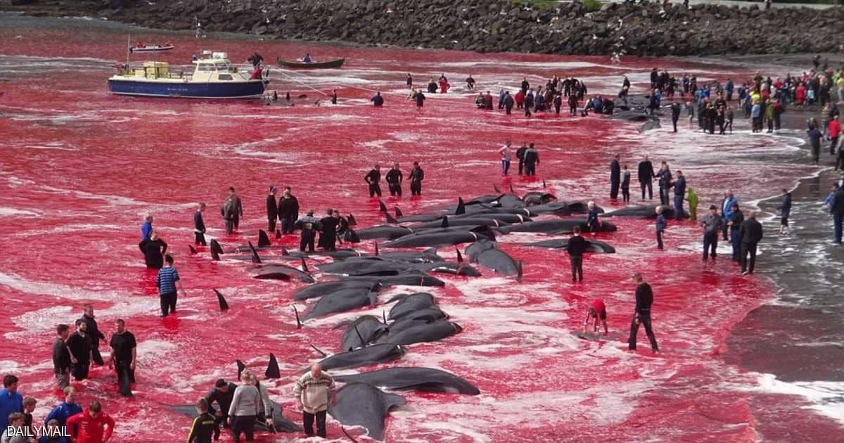 مذبحة حيتان تصبغ مياه المحيط الأطلسي بالأحمر