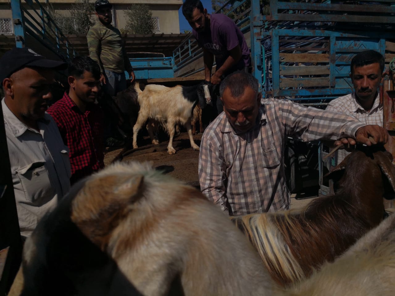 توزيع 1100 رأس من الماعز في جرش.. صور