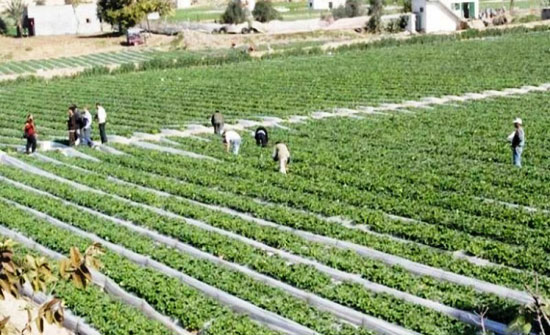 "اقتصادية النواب": إعفاء المزارعين الذين تقل مبيعاتهم عن مليون دينار من ضريبة الدخل