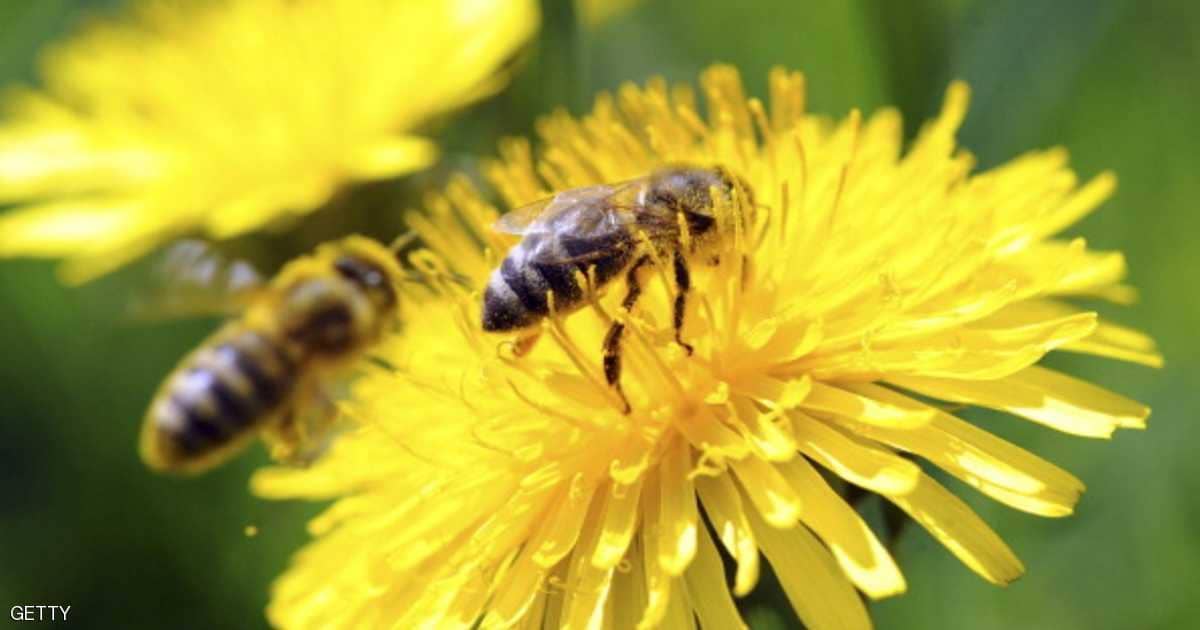 علماء: النحل "بارع في الحساب"