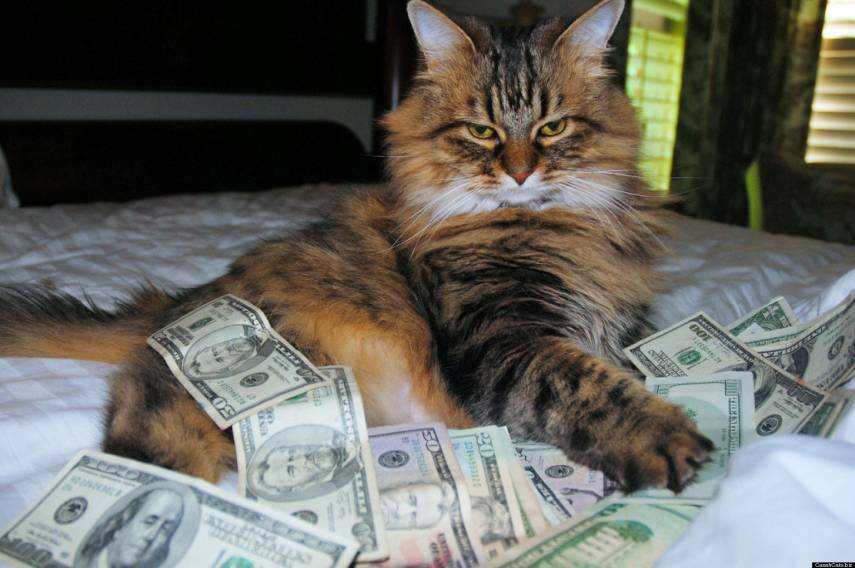 قطة تملك حساباً بنكياً وترث ملايين الدولارات