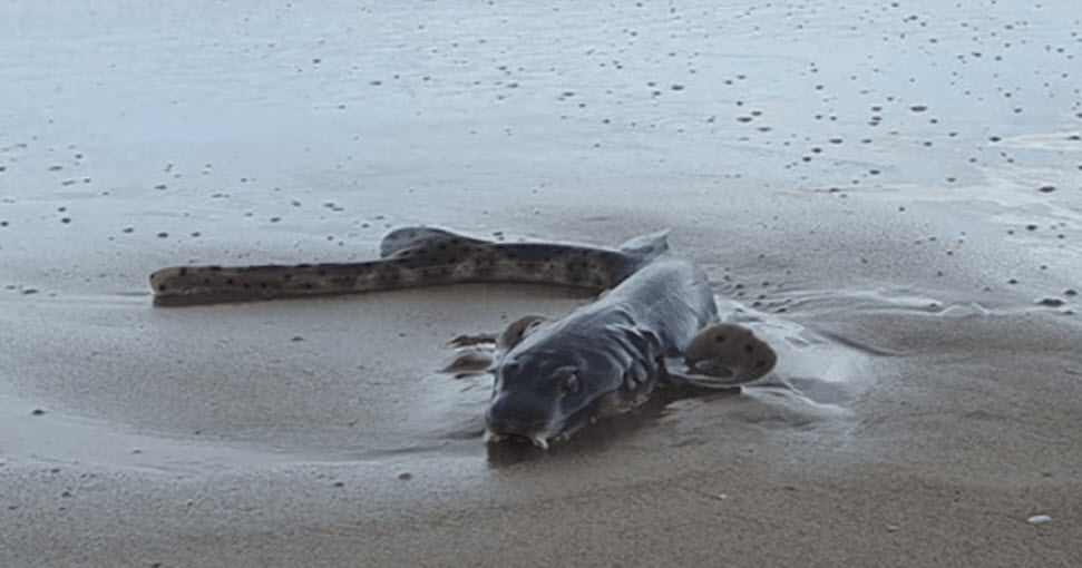 العثور على كائن بحري غريب على شاطئ أسترالي