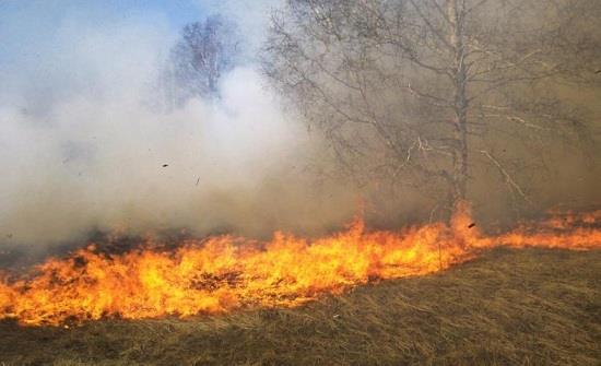 إخماد حريق أعشاب جافة وأشجار حرجية وأشجار مثمرة في محافظة اربد