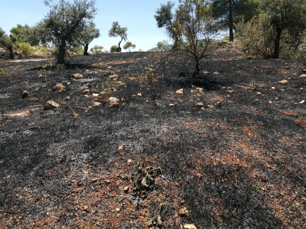 حريق يأتي على 10 دونمات من أشجار الزيتون في جرش