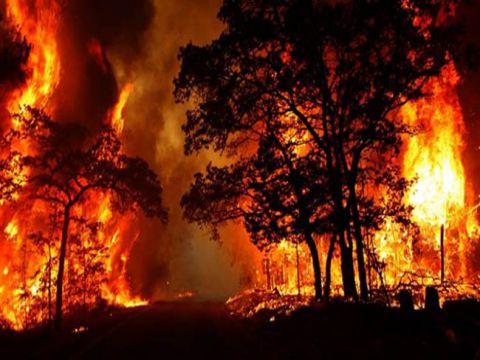 حريق مفتعل يأتي على 400 دونم أشجار حرجية ومثمرة في عجلون