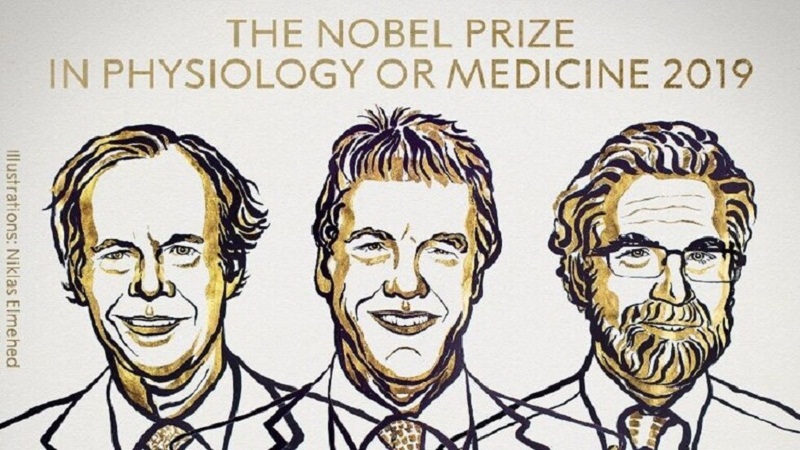 الأمريكيان كايلين وسيمنزا والبريطاني راتكليف يفوزون بجائزة نوبل للطب