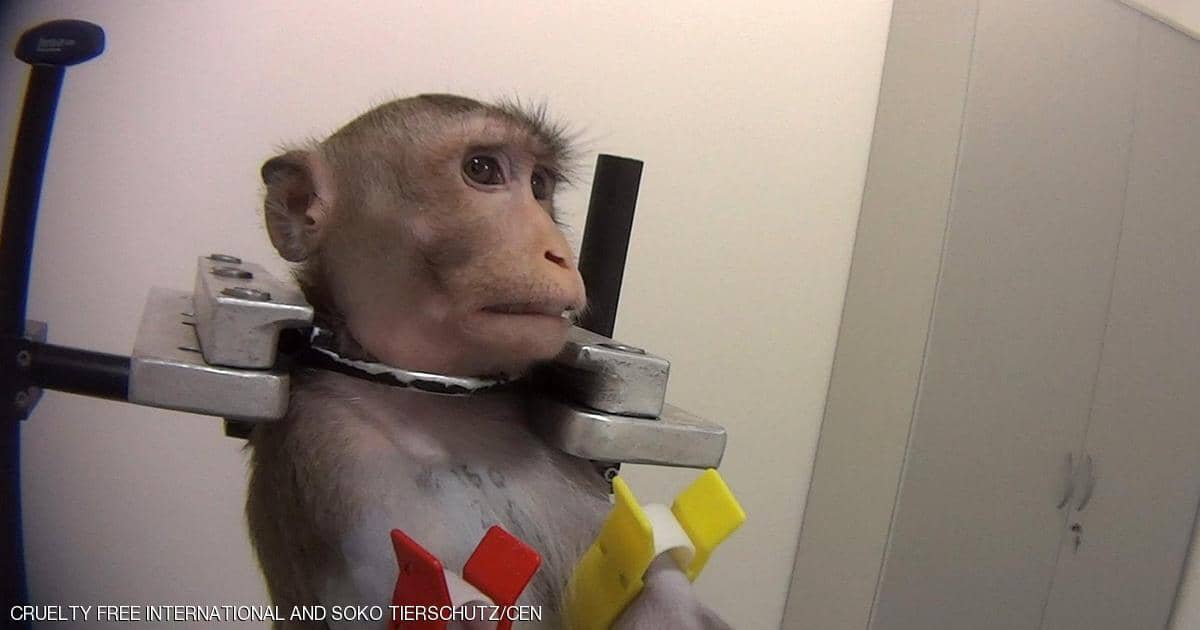 معاملة وحشية للحيوانات ومطالب بإغلاق "المختبر الفضيحة"