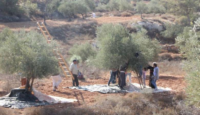 الاحتلال الصهيوني يطرد قاطفي الزيتون من أراضيهم جنوب نابلس