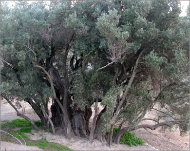 تعرف على أقدم شجرة زيتون في فلسطين