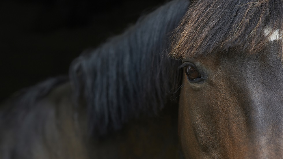 حصان في مقصورة رحلة جوية يثير جدلا واسعا على "إنستغرام"