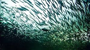 الاتحاد الدولي لحماية الطبيعة: تراجع الأكسجين في المناطق البحرية يهدد الأسماك