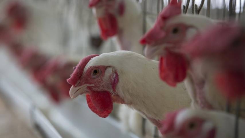 حقائق وأرقام عن تجارة الحيوانات الحية بالعالم.. ما ترتيب الدجاج؟