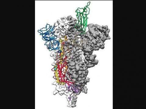 علماء يكشفون خريطة جزيئية ثلاثية الأبعاد لفيروس كورونا