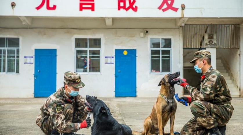 مدينة صينية تتجه لحظر تناول القطط والكلاب بعد تفشي كورونا