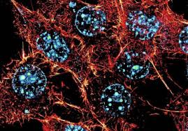 لأول مرة في التاريخ ينجح العلماء في تجديد الخلايا البشرية