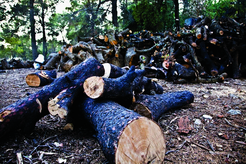 ضبط 3 اعتداءات لتقطيع الاشجار من الغابات