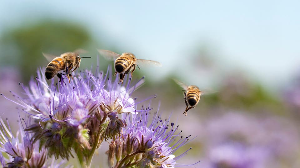  في ظل فيروس كورونا.. النحل يعيش أفضل أيامه      
