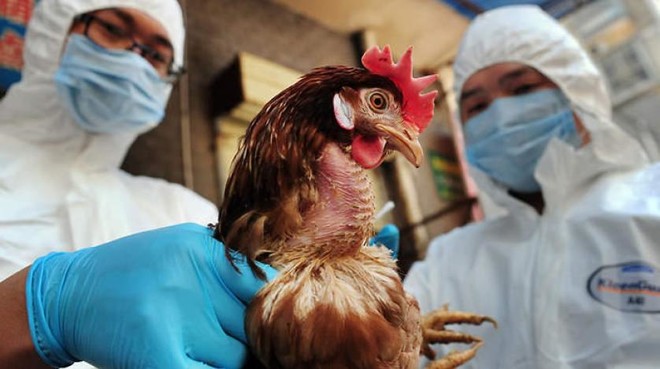 عالم أمريكي يحذر: إنفلونزا الطيور المروعة قد تمحو نصف البشرية
