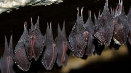 الخفافيش وفيروسات كورونا.. دراسة ضخمة تكشف الفصيلة الأخطر