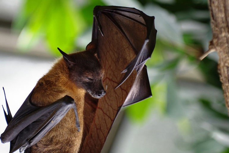 كيف تتكيف الخفافيش مع فيروسات كورونا دون الإصابة بمرض؟