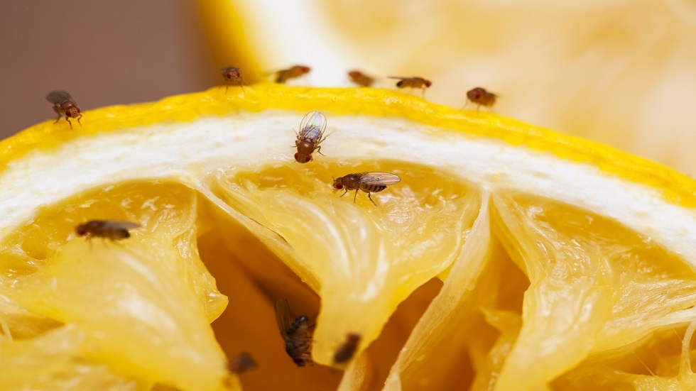 ذبابة الفاكهة تحمل مفتاح علاج الحرمان من النوم لدى البشر