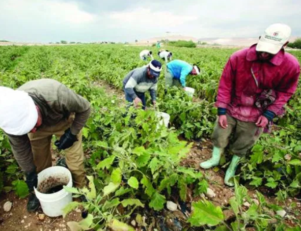  الحكومة تخفض رسوم التصاريح الزراعية إلى 320 ديناراً
