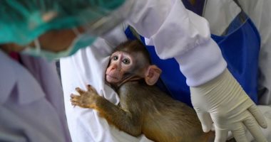 الصين: القرود المصابة بفيروس كورونا طورت مناعة 28 يوما