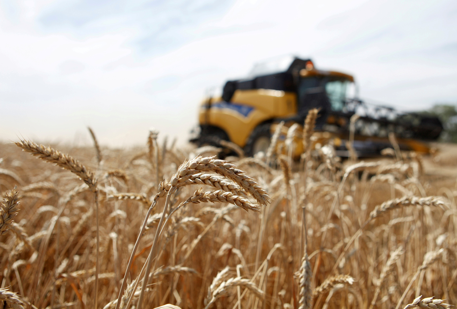 روسيا تضاعف رسوم صادرات القمح