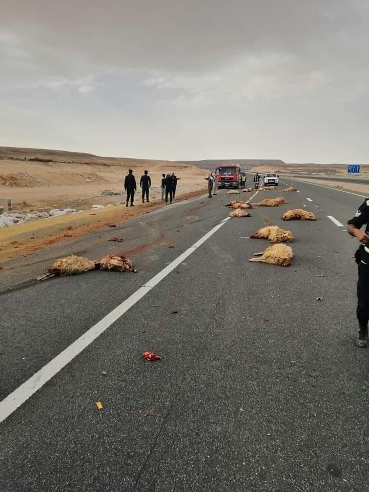 انقلاب شاحنة على الصحراوي واصابة سائقها ونفوق اغنام.. فيديو