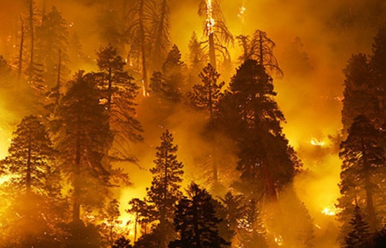حريق يأتي على 150 دونماً من الأشجار الحرجية بالكورة