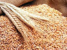 رويترز: احتياطيات مصر من القمح تكفي استهلاك أكثر من 5 أشهر