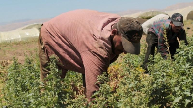 وزارة العمل: لا موعد محدد لاستقدام العمالة الزراعية حتى الآن