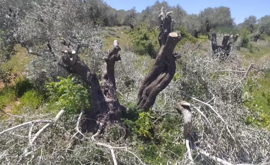 مستعمرون يواصلون تقطيع أشجار الزيتون في بتير غرب بيت لحم