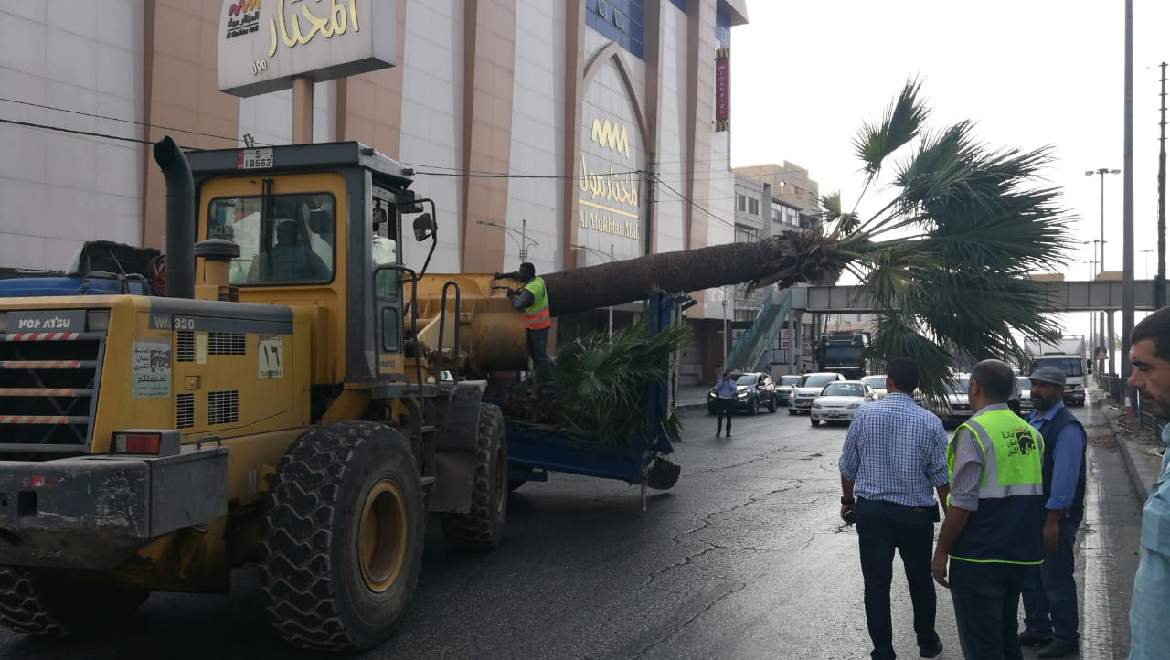 خلع أشجار واشنطونيا من شارع الملكة رانيا العبدالله وزراعتها في مواقع أخرى