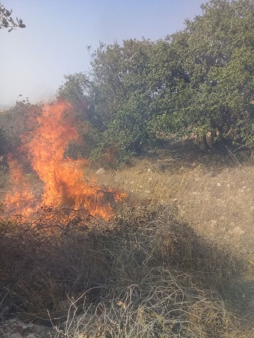 إربد.. حريق يأتي على أشجار حرجية في غابات برقش.. مصور  وفيديو