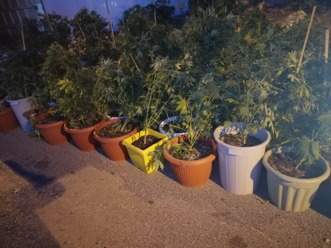 "المخدرات": ضبط (3) أشخاص زرعوا "الماريجوانا" بمنزل في عمان - مصور