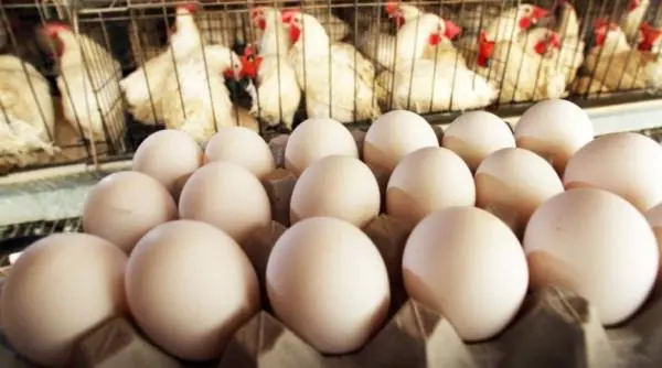 "المهندسين الزراعيين" تبدي مخاوفها من دعوات مقاطعة الدجاج و البيض