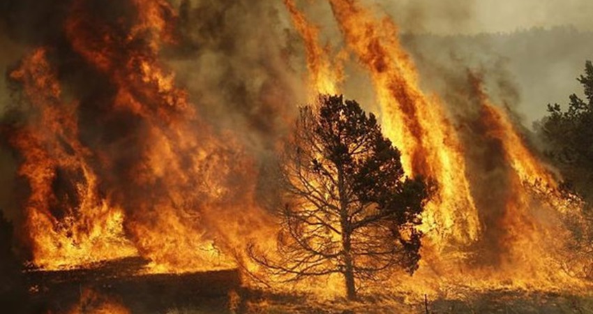 حريق يأتي على 450 شجرة مثمرة بالكورة