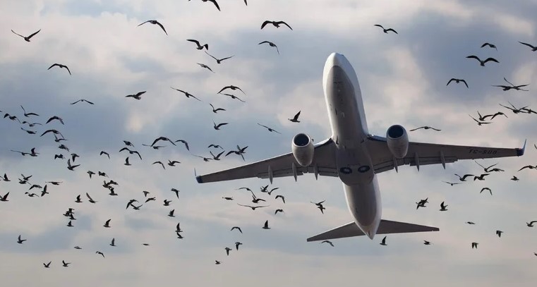 "روس تيخ" تبتكر منظومة لحماية الطائرات المدنية من الطيور