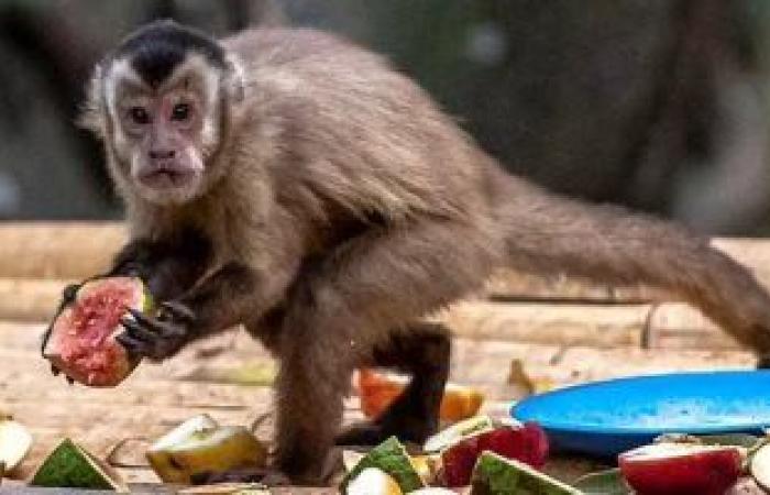 الصحة العالمية: لا توجد صلة بينهما.. البرازيليون يسممون القرود خوفا من الجدري