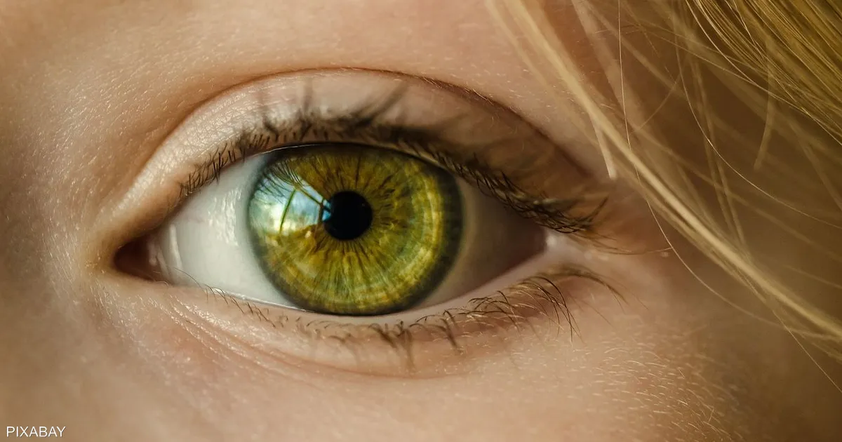 لمعالجة مهددين بالعمى.. تطوير "عيون مصغرة" في المختبر