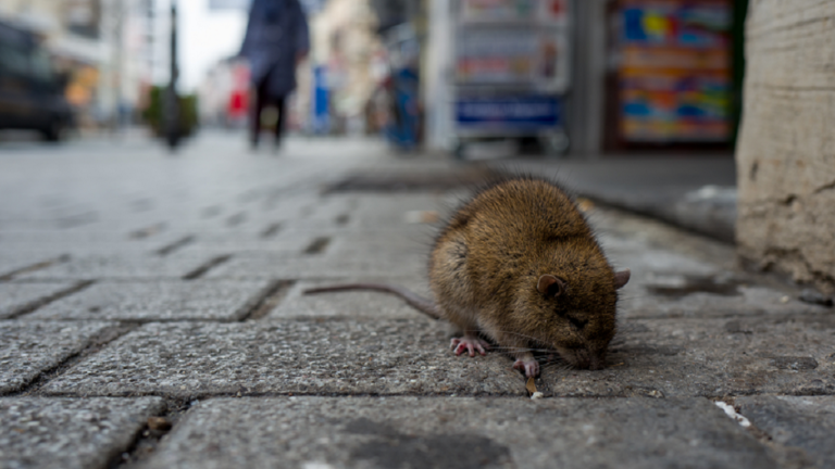 دراسة: الملايين من فئران مدينة نيويورك يمكن أن تكون مصابة بـ "كوفيد-19"!