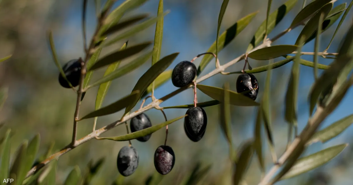الجفاف يضرب إنتاج زيت الزيتون في إسبانيا ويرفع سعره عالميا